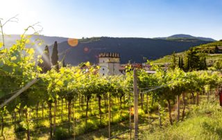 Vineyard Wedding // Madame Bridal