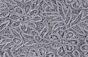 Pewter