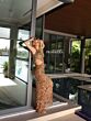 Primavera Couture 4131 One-Shoulder Beaded Side Cutout Dress