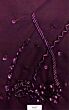 Adrianna Papell 40454 Illusion Sleeve V-Neck Dress - Stock Only