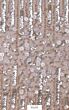 Morganite